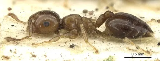 Crematogaster scita specimen CASENT0902132 image casent0902132_3