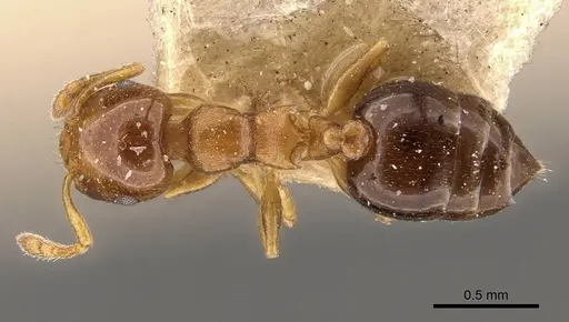 Crematogaster scita specimen CASENT0908383 image casent0908383_1