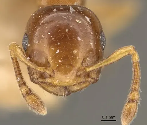 Crematogaster scita specimen CASENT0908383 image casent0908383_2