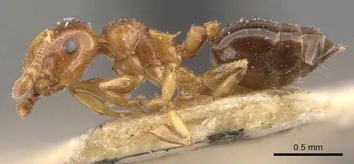 Crematogaster scita specimen CASENT0908383 image casent0908383_3