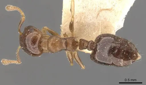 Crematogaster scita specimen CASENT0908384 image casent0908384_1