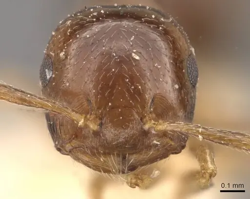 Crematogaster scita specimen CASENT0908384 image casent0908384_2