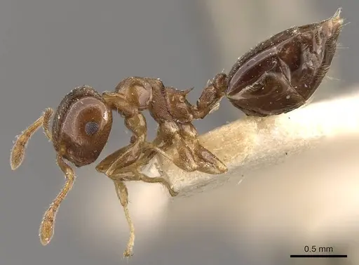 Crematogaster scita specimen CASENT0908384 image casent0908384_3