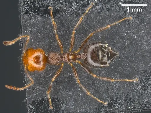 Crematogaster scutellaris specimen ANTWEB1041353 image antweb1041353_1