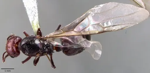 Crematogaster scutellaris specimen ANTWEB1041853 image antweb1041853_1