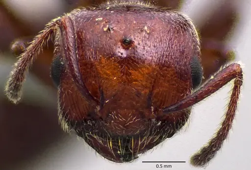 Crematogaster scutellaris specimen ANTWEB1041853 image antweb1041853_3