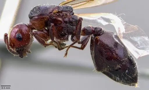 Crematogaster scutellaris specimen ANTWEB1041853 image antweb1041853_4