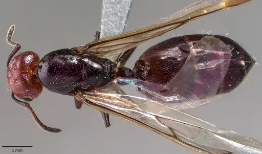 Crematogaster scutellaris specimen ANTWEB1041871 image antweb1041871_1