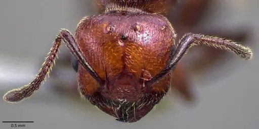 Crematogaster scutellaris specimen ANTWEB1041871 image antweb1041871_2