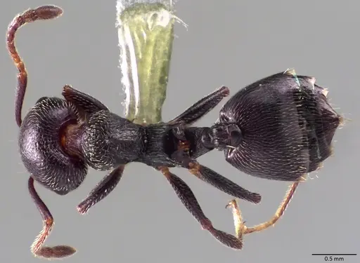 Crematogaster scutellaris specimen ANTWEB1060020 image antweb1060020_1