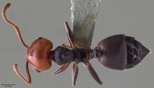 Crematogaster scutellaris specimen ANTWEB1060021 image antweb1060021_1