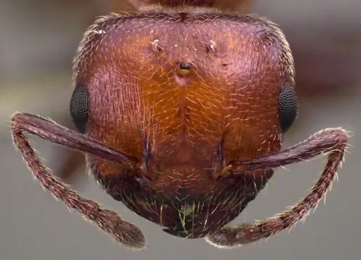 Crematogaster scutellaris specimen ANTWEB1060022 image antweb1060022_3