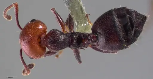 Crematogaster scutellaris specimen ANTWEB1060023 image antweb1060023_1