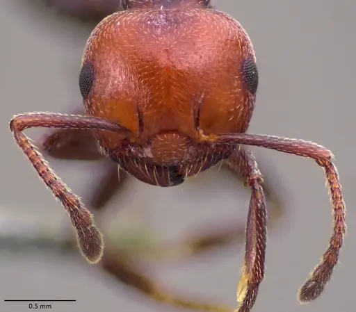 Crematogaster scutellaris specimen ANTWEB1060023 image antweb1060023_2