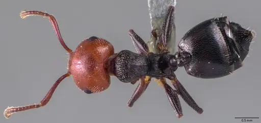 Crematogaster scutellaris specimen ANTWEB1060024 image antweb1060024_1