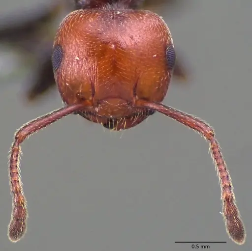 Crematogaster scutellaris specimen ANTWEB1060024 image antweb1060024_2