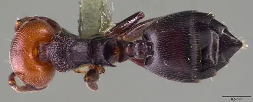 Crematogaster scutellaris specimen ANTWEB1060025 image antweb1060025_1