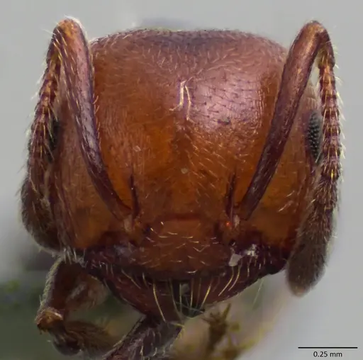 Crematogaster scutellaris specimen ANTWEB1060025 image antweb1060025_2