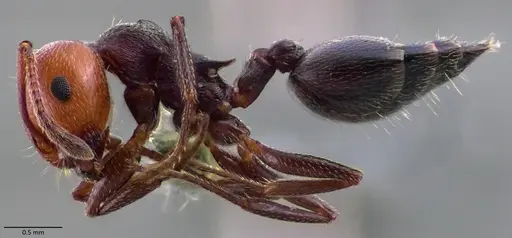 Crematogaster scutellaris specimen ANTWEB1060025 image antweb1060025_3