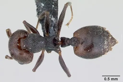 Crematogaster scutellaris specimen CASENT0173120 image casent0173120_1