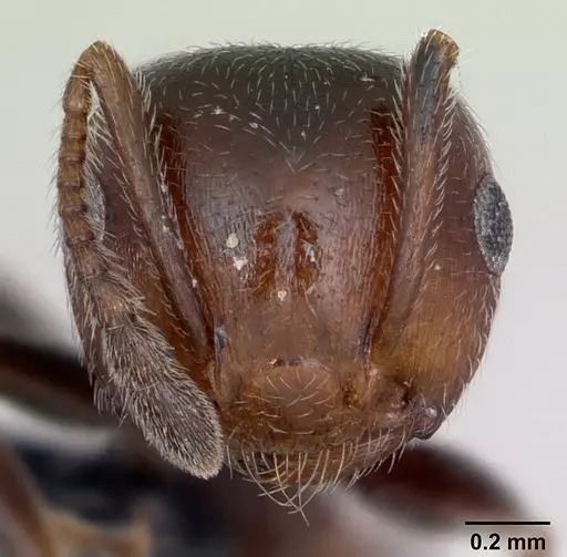 Crematogaster scutellaris specimen CASENT0173120 image casent0173120_2