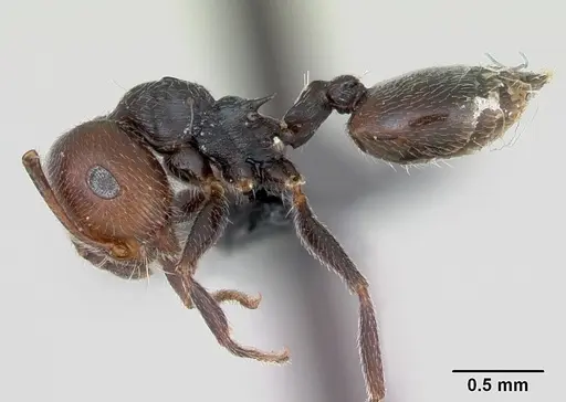 Crematogaster scutellaris specimen CASENT0173120 image casent0173120_3