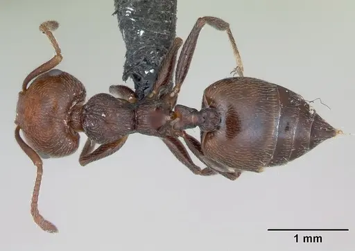 Crematogaster scutellaris specimen CASENT0173180 image casent0173180_1
