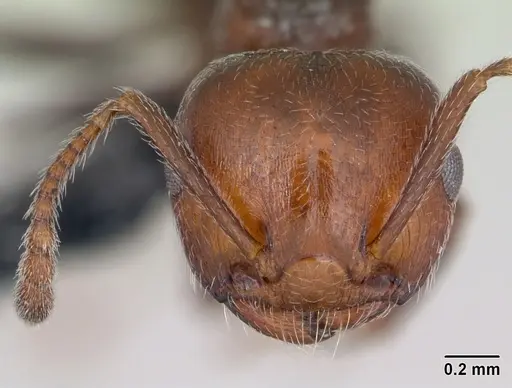 Crematogaster scutellaris specimen CASENT0173180 image casent0173180_2