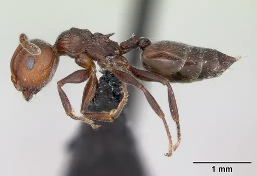 Crematogaster scutellaris specimen CASENT0173180 image casent0173180_3