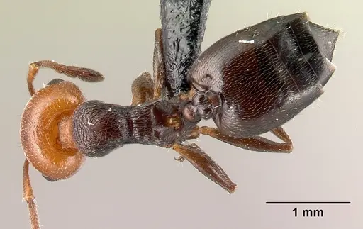 Crematogaster scutellaris specimen CASENT0179890 image casent0179890_1