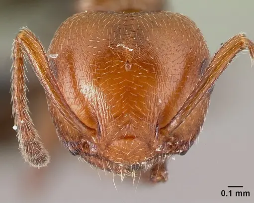 Crematogaster scutellaris specimen CASENT0179890 image casent0179890_2
