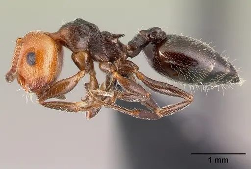 Crematogaster scutellaris specimen CASENT0179890 image casent0179890_3