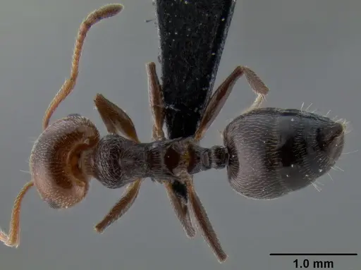 Crematogaster scutellaris specimen CASENT0193796 image casent0193796_1