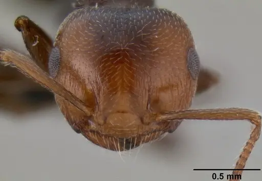 Crematogaster scutellaris specimen CASENT0193796 image casent0193796_2