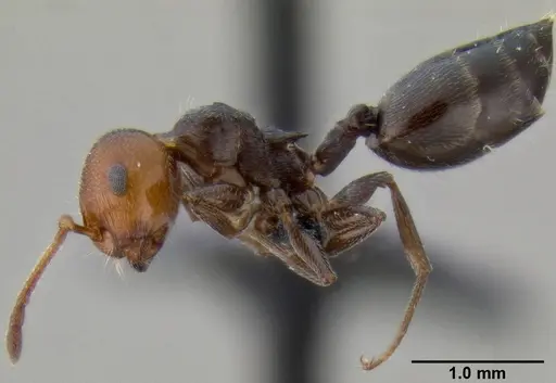 Crematogaster scutellaris specimen CASENT0193796 image casent0193796_3