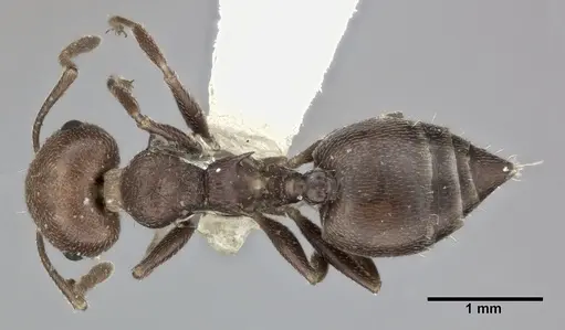 Crematogaster scutellaris specimen CASENT0246027 image casent0246027_1