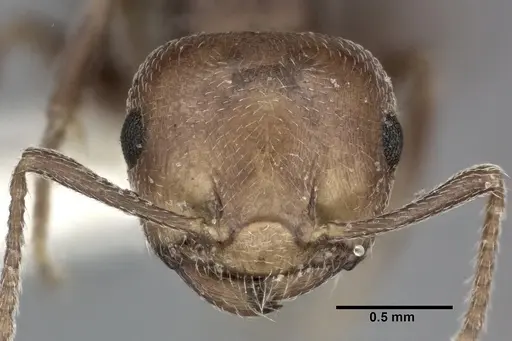 Crematogaster scutellaris specimen CASENT0246027 image casent0246027_2