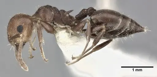 Crematogaster scutellaris specimen CASENT0246027 image casent0246027_3