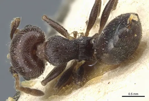 Crematogaster scutellaris specimen CASENT0904470 image casent0904470_1