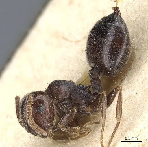 Crematogaster scutellaris specimen CASENT0904470 image casent0904470_3