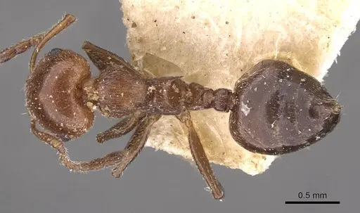 Crematogaster scutellaris specimen CASENT0908489 image casent0908489_1
