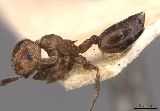 Crematogaster scutellaris specimen CASENT0908489 image casent0908489_3