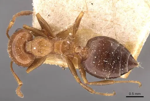 Crematogaster scutellaris specimen CASENT0908492 image casent0908492_1