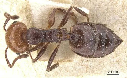 Crematogaster scutellaris specimen CASENT0912720 image casent0912720_1
