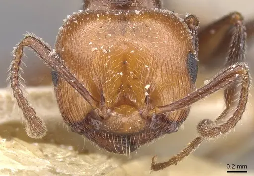 Crematogaster scutellaris specimen CASENT0912720 image casent0912720_2