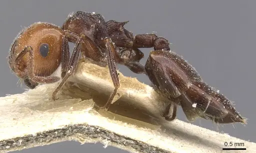 Crematogaster scutellaris specimen CASENT0912720 image casent0912720_3