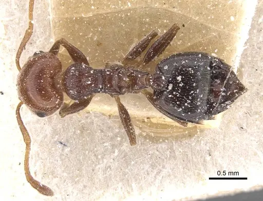 Crematogaster scutellaris specimen CASENT0912721 image casent0912721_1
