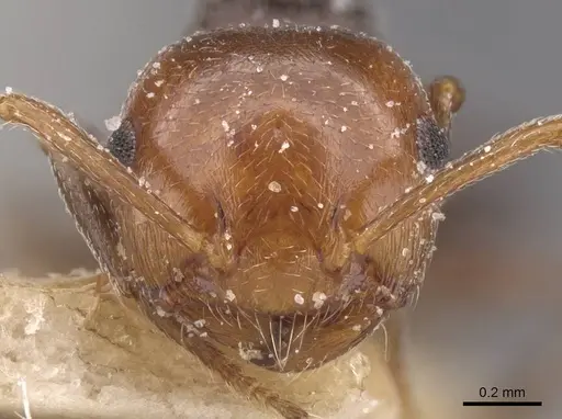 Crematogaster scutellaris specimen CASENT0912721 image casent0912721_2