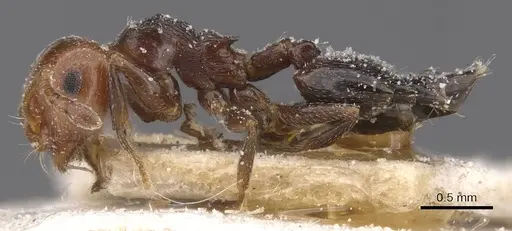 Crematogaster scutellaris specimen CASENT0912721 image casent0912721_3