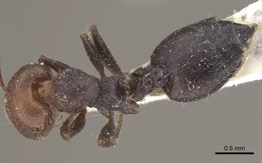 Crematogaster scutellaris specimen CASENT0919656 image casent0919656_1
